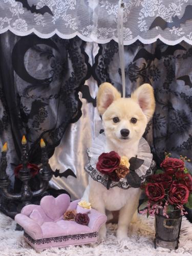 20231020ぽんずくん